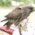 Falco tinnunculus